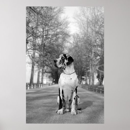 Great Dane Poster (Voorkant)