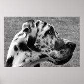 GREAT DANE POSTER (Voorkant)