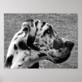 GREAT DANE POSTER (Voorkant)