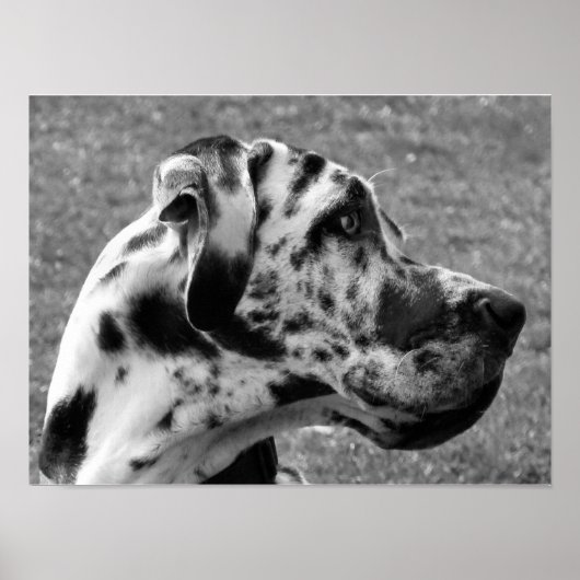 GREAT DANE POSTER (Voorkant)