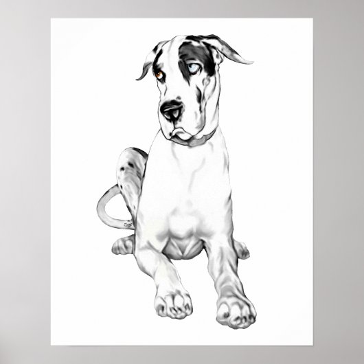 Great Dane Pouting Harlequin Poster (Voorkant)