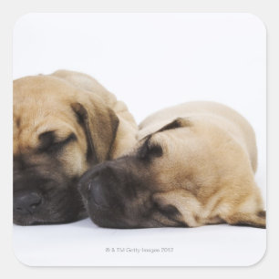 Great Dane puppies slapen naast elkaar Vierkante Sticker