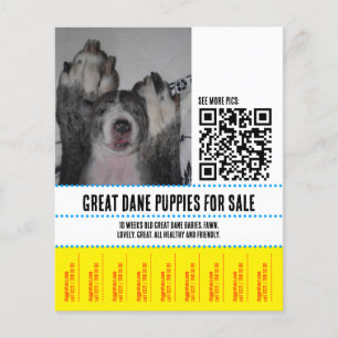 Great Dane Puppies te Koop Flyer