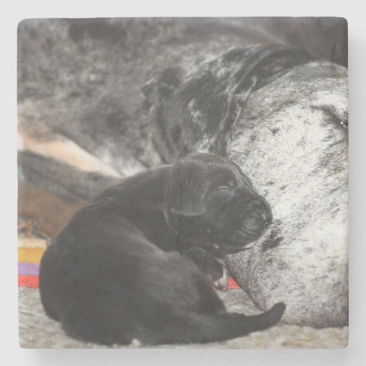 Great Dane Puppy Marble Coaster with square images Stenen Onderzetter (Voorkant)