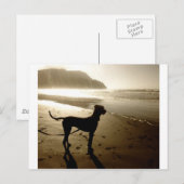 Great Dane Puppy Sunset Briefkaart (Voorkant / Achterkant)