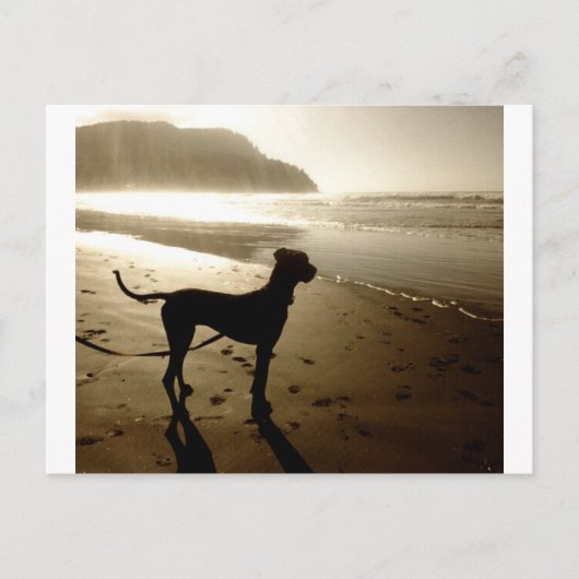 Great Dane Puppy Sunset Briefkaart (Voorkant)