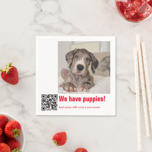 Great Dane Puppy te koop Servet