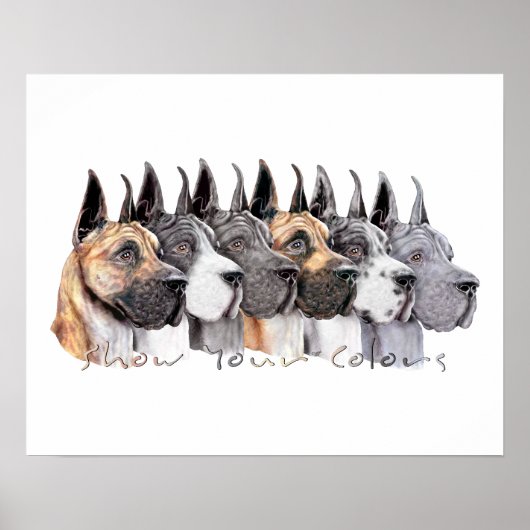 Great Dane Show Colors Group Poster (Voorkant)
