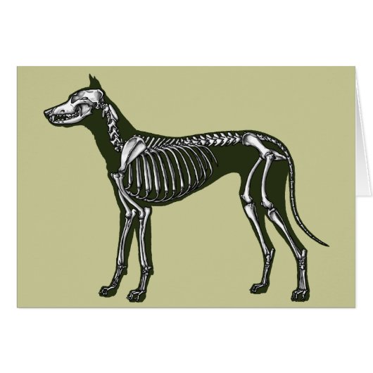 Great Dane skeleton (Voorkant Horizontaal)