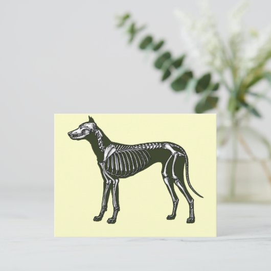 Great Dane skeleton Briefkaart (Staand voorkant)