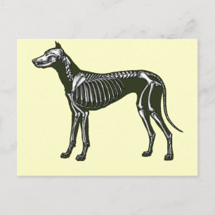 Great Dane skeleton Briefkaart