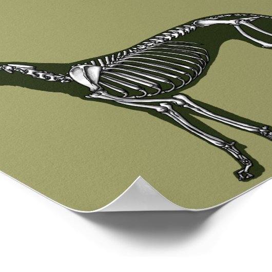 Great Dane skeleton Poster (Hoek)
