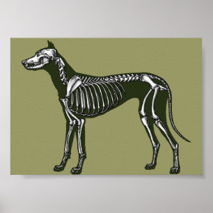 Great Dane skeleton Poster