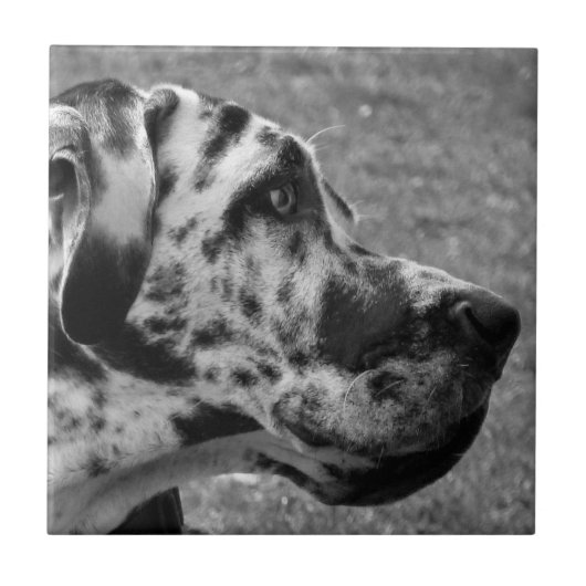 GREAT DANE TEGELTJE (Voorkant)