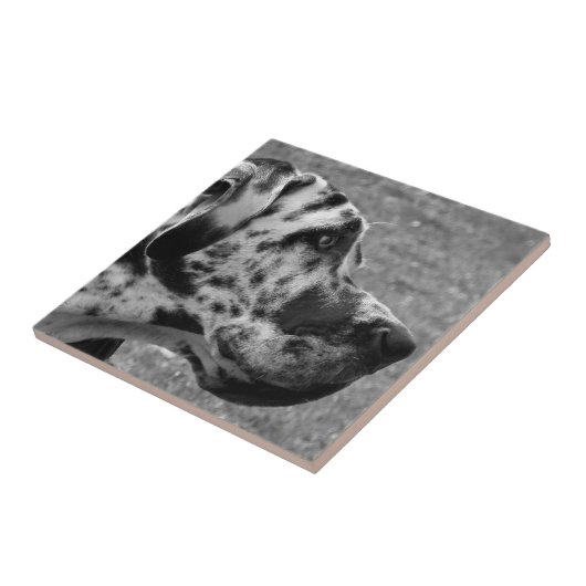 GREAT DANE TEGELTJE (Zijkant)