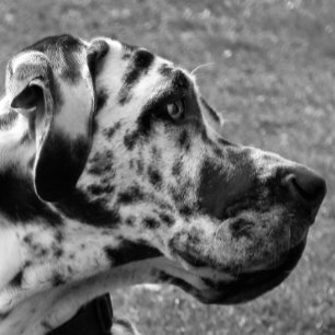 GREAT DANE TEGELTJE