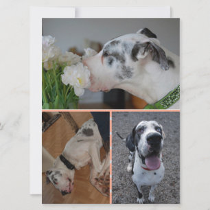 Great Dane verjaardagsuitnodiging met 3 foto's Kaart