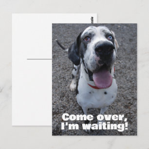 Great Dane wacht op jou Briefkaart