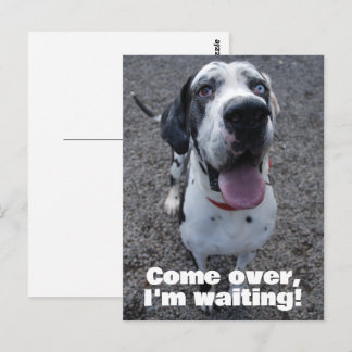 Great Dane waiting for you  Briefkaart