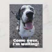 Great Dane waiting for you Briefkaart (Voorkant)