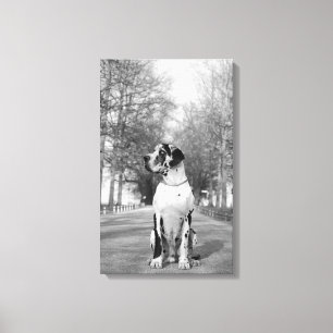 Great Dane Wrapped Canvas Afdruk