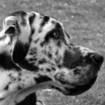 GREAT DANE ZILVER VERGULDEN KETTING<br><div class="desc">Een mooi zwart-wit ontwerp van een Great Dane hond. Engeland.</div>