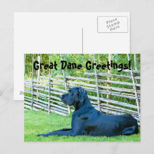 Great DaneGreetingsPostcard Briefkaart (Voorkant / Achterkant)