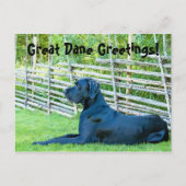 Great DaneGreetingsPostcard Briefkaart (Voorkant)