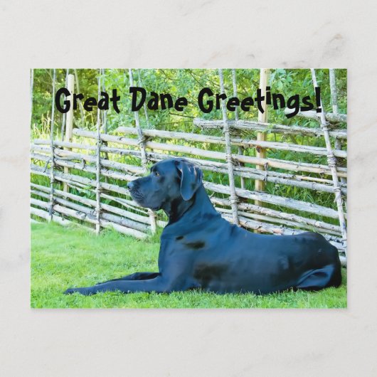 Great DaneGreetingsPostcard Briefkaart (Voorkant)