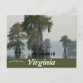 Great Dismal Swamp Virginia Briefkaart (Voorkant)
