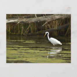 Great Egret bird in the water Briefkaart