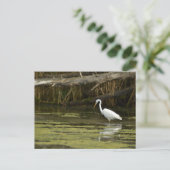Great Egret bird in the water Briefkaart (Staand voorkant)