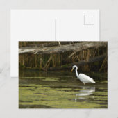 Great Egret bird in the water Briefkaart (Voorkant / Achterkant)