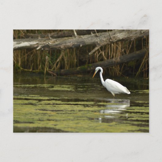 Great Egret bird in the water Briefkaart (Voorkant)
