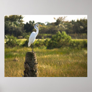 Great Egret Bird in Viera Wetlands Poster