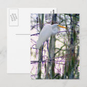 GREAT EGRET BRIEFKAART (Voorkant / Achterkant)