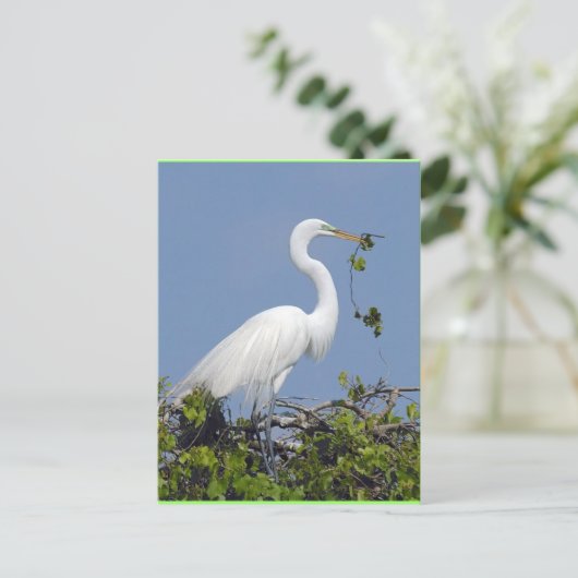 Great Egret, briefkaart van Florida (Staand voorkant)
