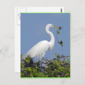 Great Egret, briefkaart van Florida (Voorkant / Achterkant)
