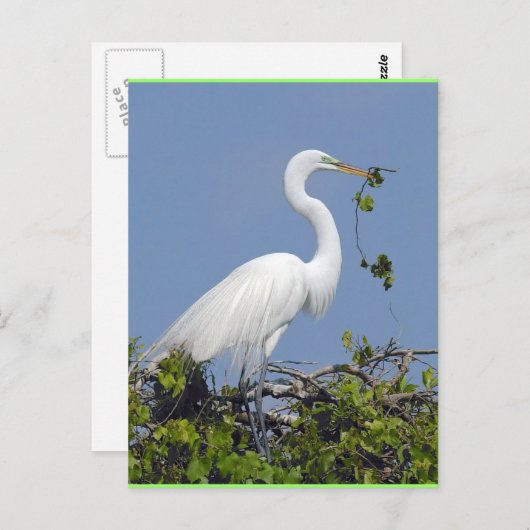 Great Egret, briefkaart van Florida (Voorkant / Achterkant)
