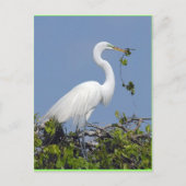 Great Egret, briefkaart van Florida (Voorkant)