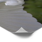 Great Egret Flying Poster (Hoek)