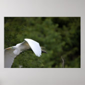 Great Egret Flying Poster (Voorkant)