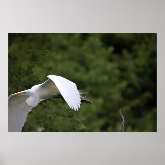 Great Egret Flying Poster (Voorkant)
