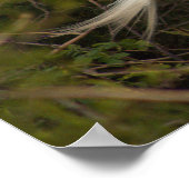 Great Egret Foto Poster (Hoek)