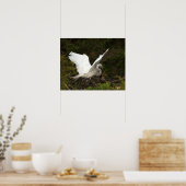 Great Egret Foto Poster (Keuken)