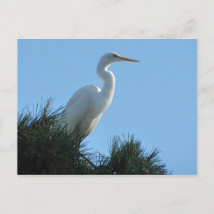 Great Egret in Sunny Florida Briefkaart