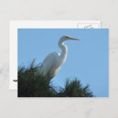 Great Egret in Sunny Florida Briefkaart (Voorkant / Achterkant)
