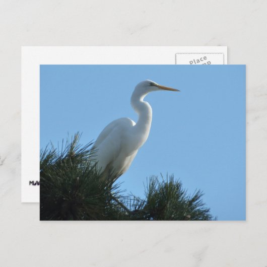Great Egret in Sunny Florida Briefkaart (Voorkant / Achterkant)