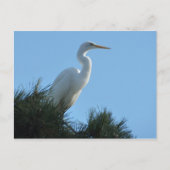 Great Egret in Sunny Florida Briefkaart (Voorkant)