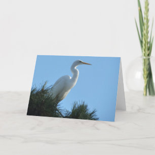Great Egret in Sunny Florida Kaart